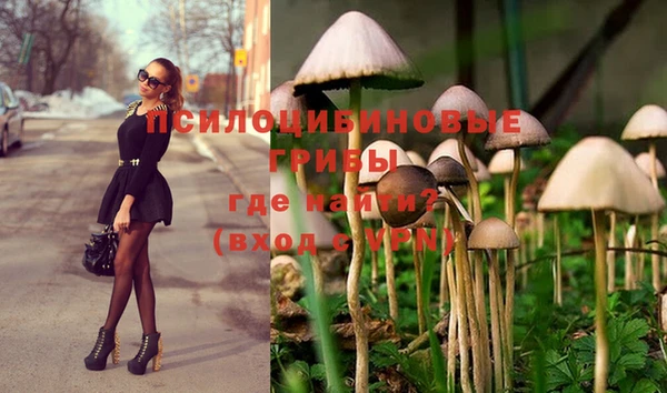 PSILOCYBIN Вяземский